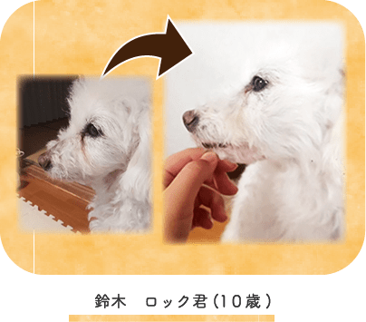鈴木 ロック君(10歳)
