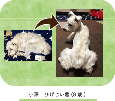 小澤 ひげじい君(8歳)